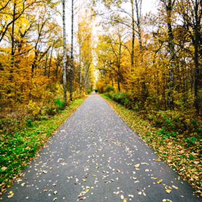 Road littered with leaves